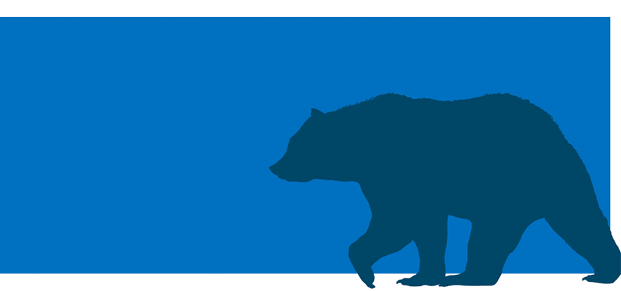 image of bear walking